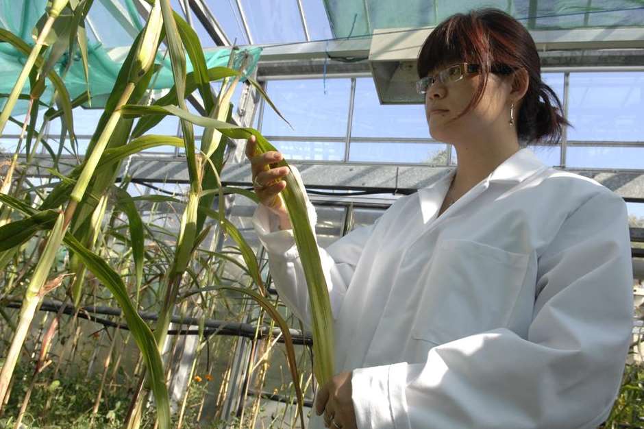 Dr Qiaoyi Lin at work in the greenhouse of Plantworks at Kent Science Park