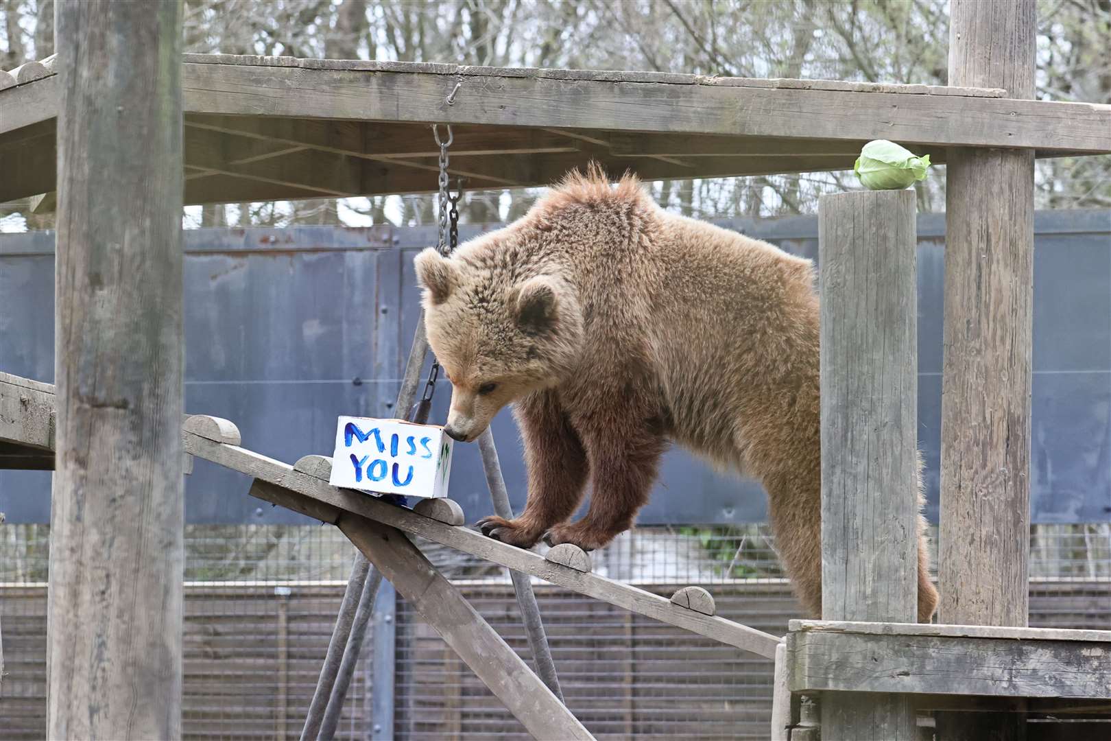 Mish and Lucy's stint in Kent came to an end yesterday as they arrived at their new home in Devon. Picture: Wildwood Trust