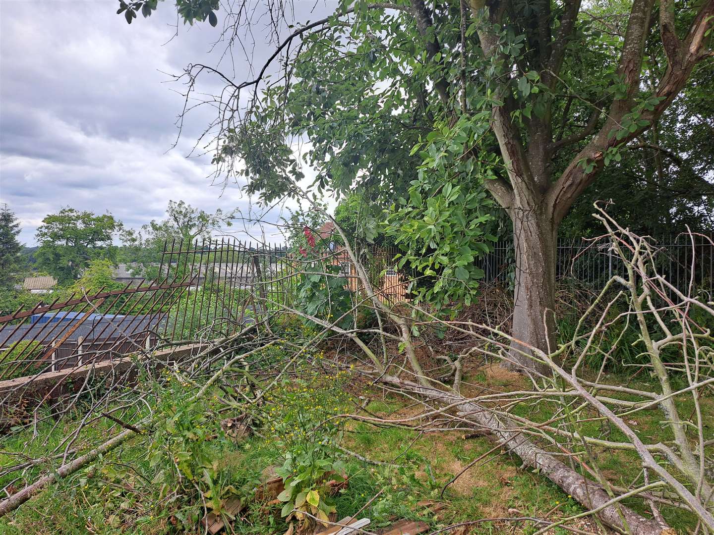 The trees were hit by Storm Eunice in February and have been 'left to rot'
