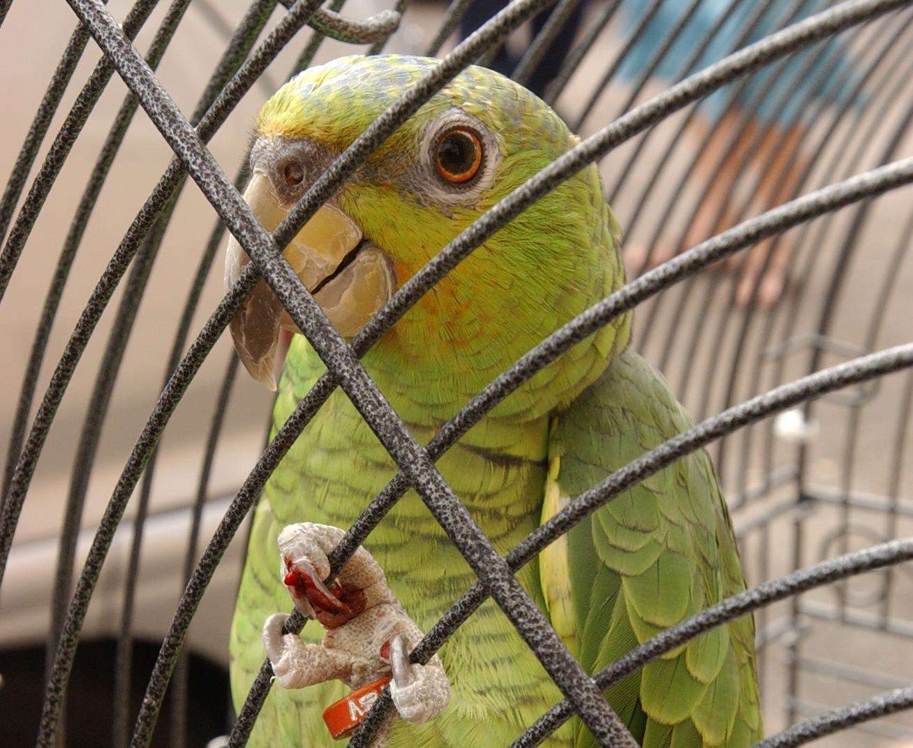 The parrot was stuck in its cage. Stock image