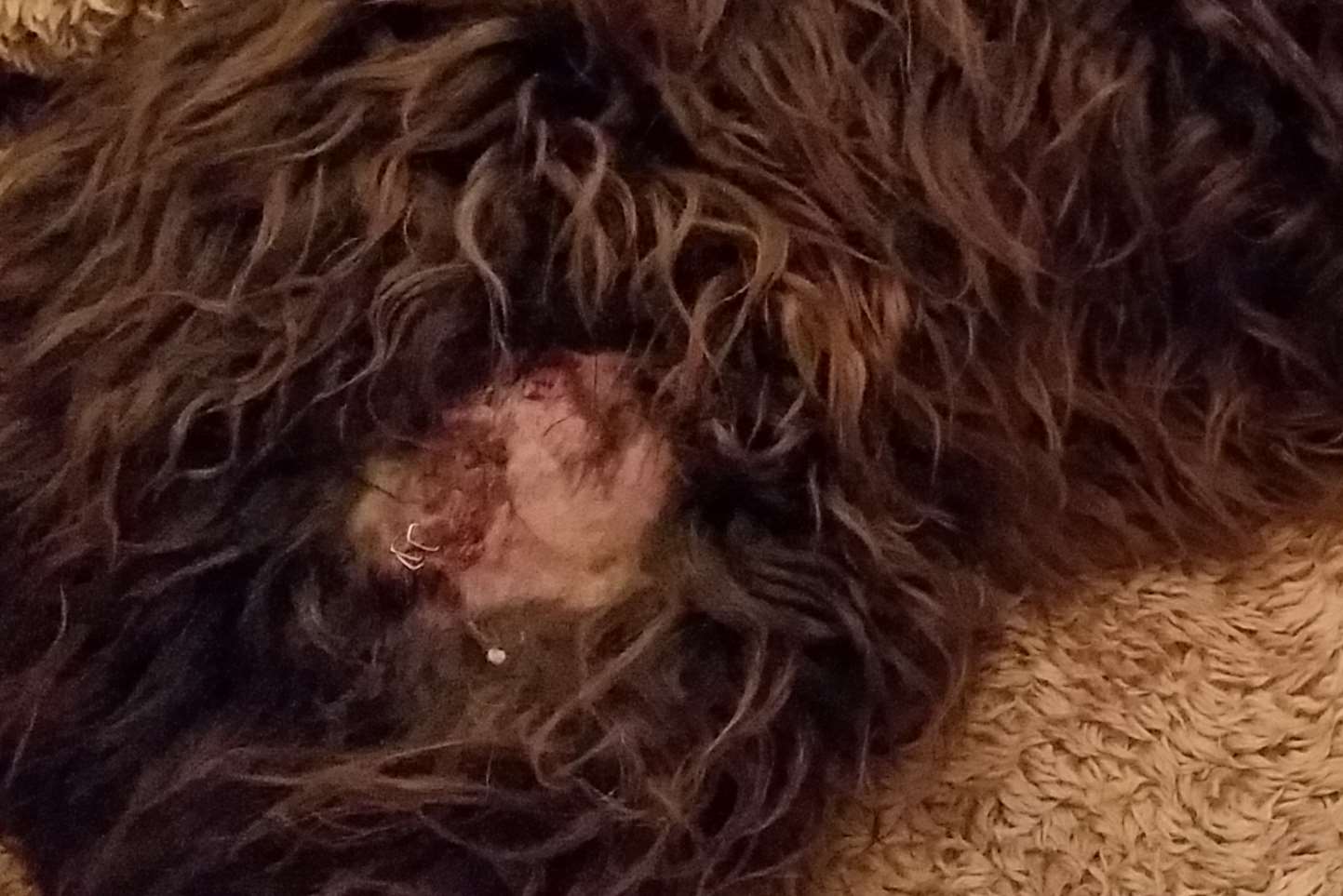A close up of Lola's wound
