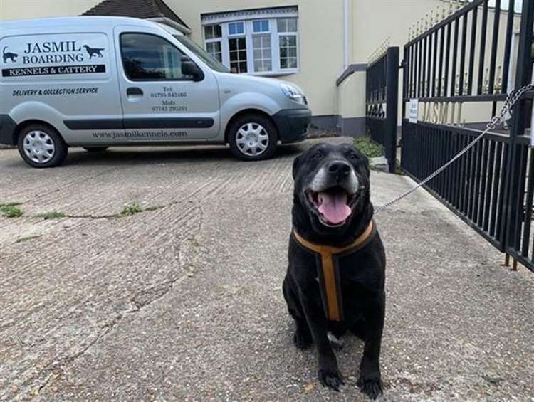 The Labrador that was abandoned outside a kennel in Sittingbourne with a note. Picture: Swale council
