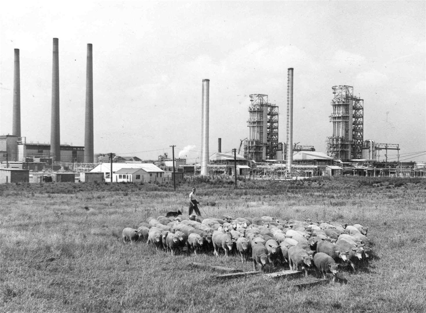 Traditional farming was maintained at the Isle of Grain in the mid-1950s, when a giant BP refinery was well into production