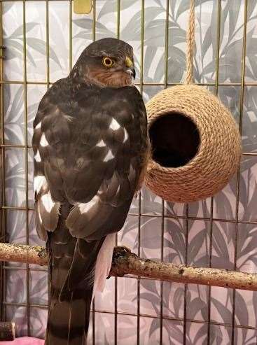 The sparrowhawk recuperating in the care of Carly Ahlen, founder of Gabo Wildlife