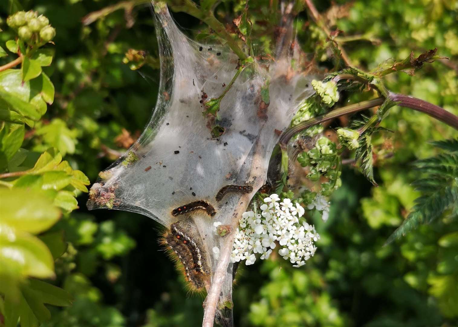 Brown tail moth caterpillars form nests, called tents. Pictured here when they were spotted in Herne Bay. Picture: Jeanette Hayes