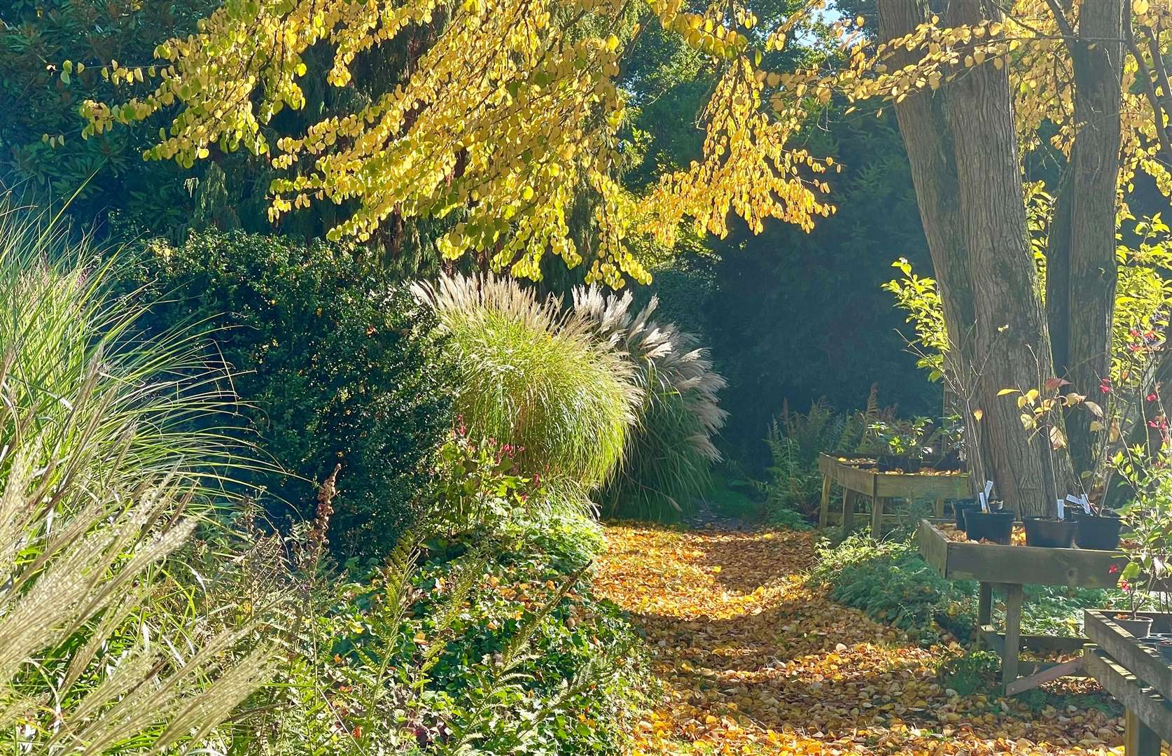 Take a brisk autumn stroll through the gardens, just outside Sevenoaks. Picture: Vikki Rimmer