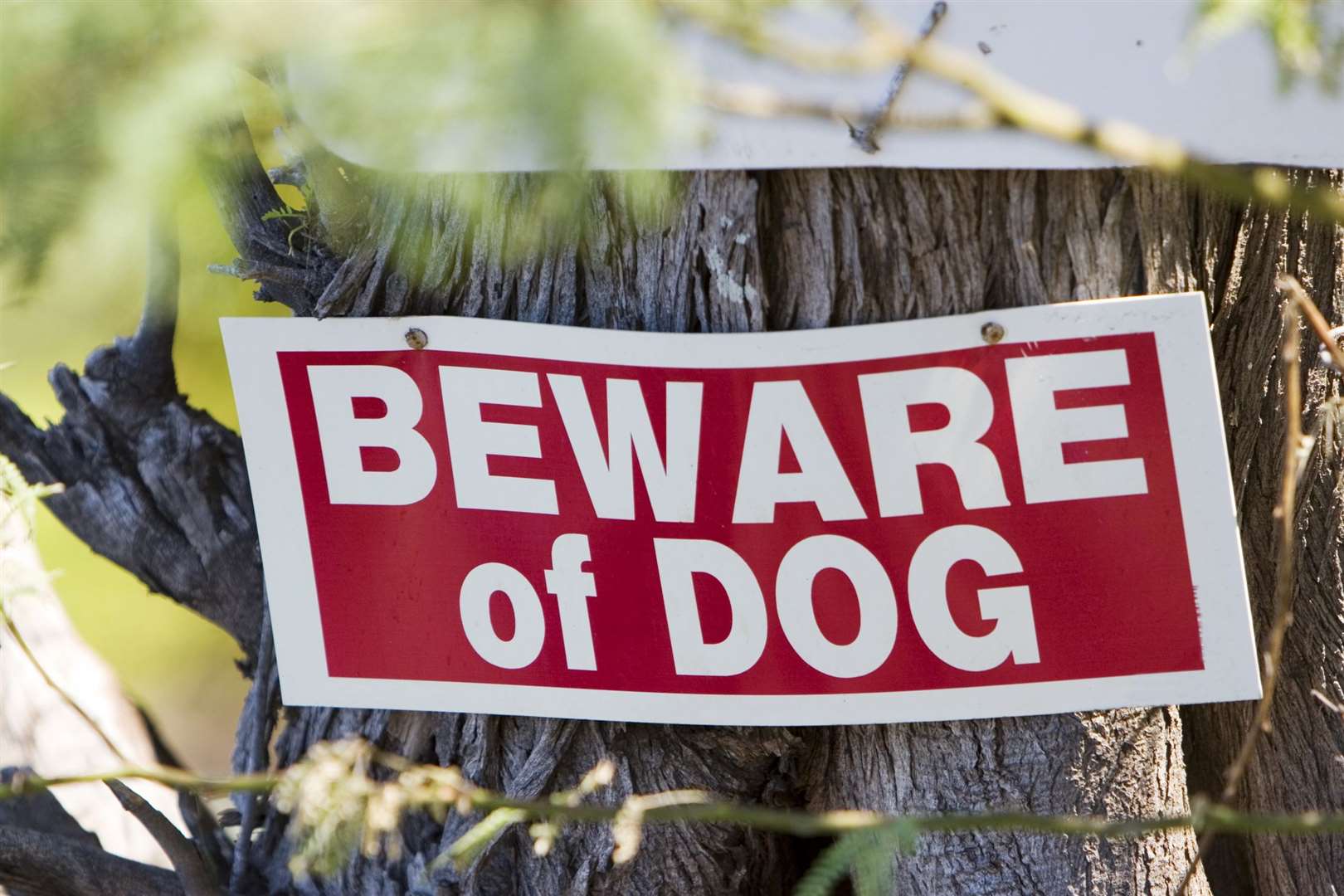 If your dog can attack, it is advised not to take them out where there might be other people. Picture: Getty Images