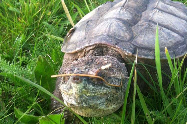 Mr May advises against anyone keeping a snapping turtle as a pet.