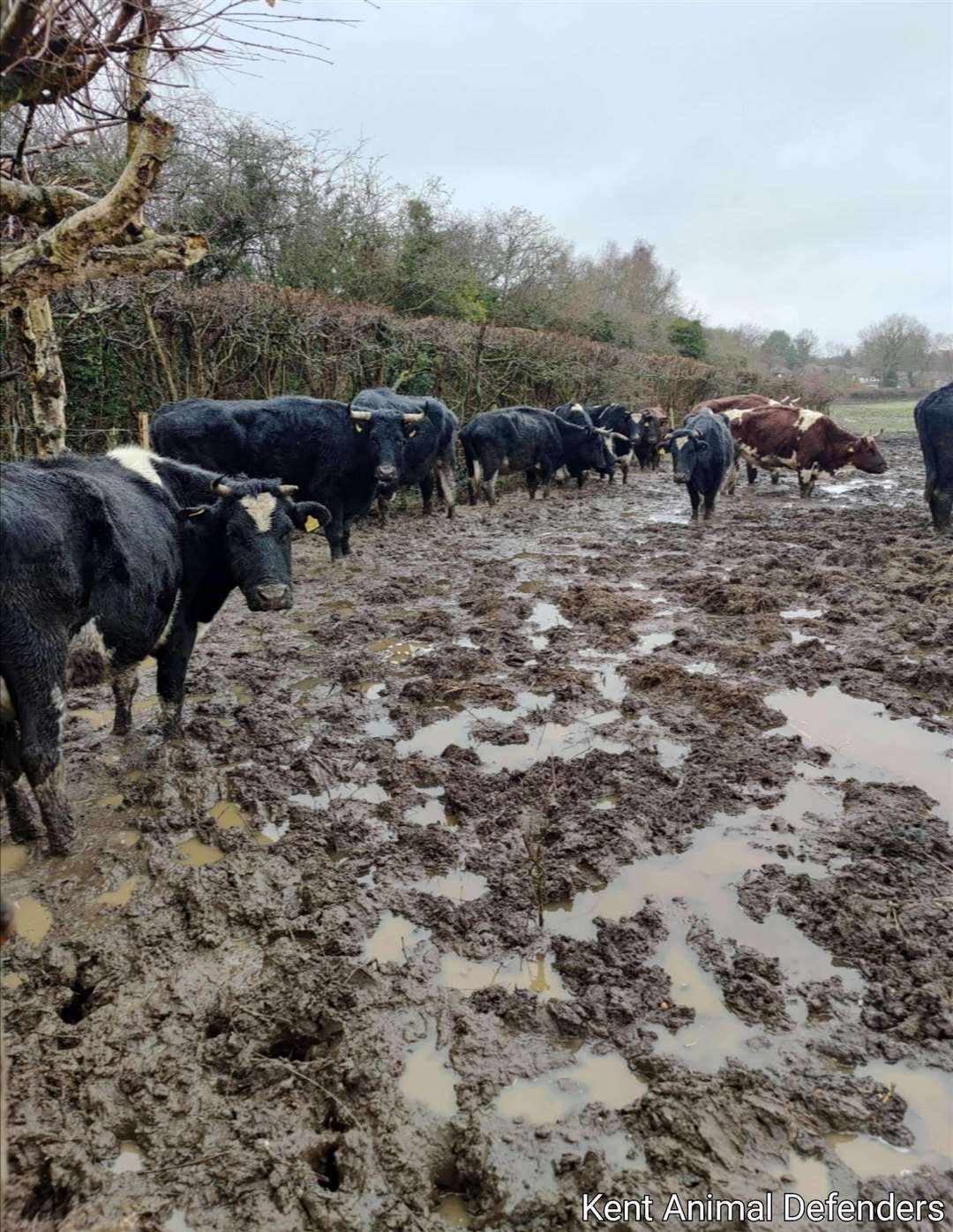 Cattle at Oaks Farm near Sevenoaks
