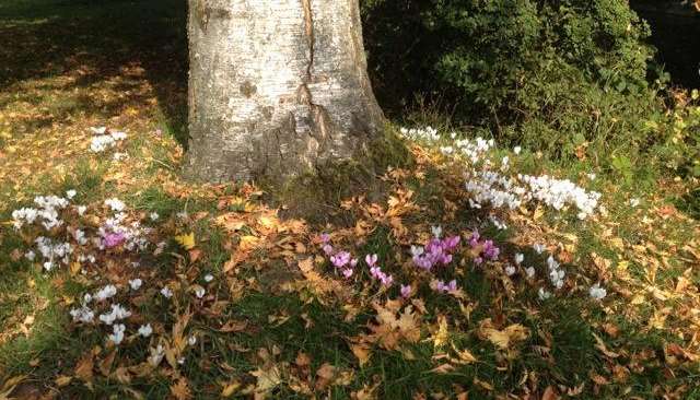 Cyclamen bloom in the shelter of a friendly tree