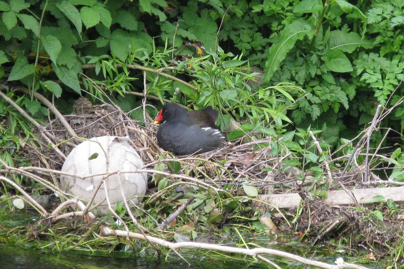 A moorhen is puzzled by an old football in the river near her nest at Broad Oak
