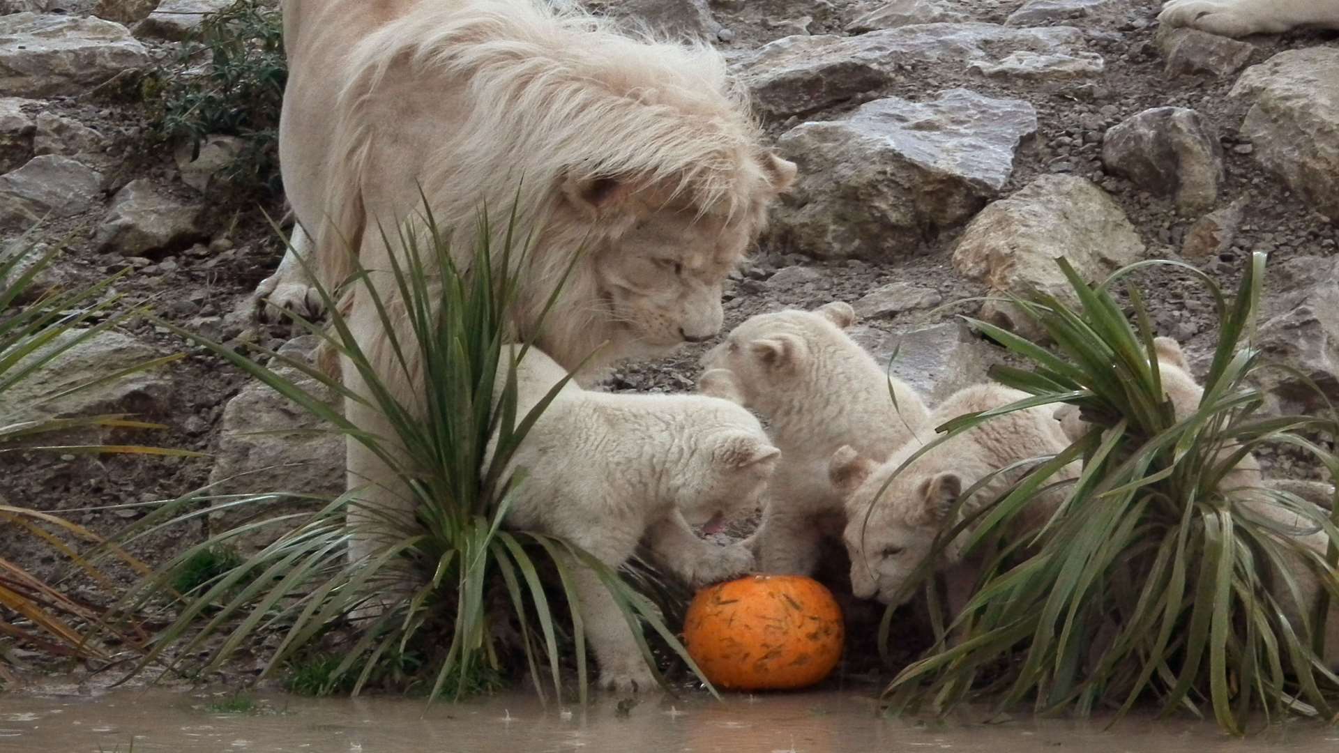 White lion Themba played with his cubs when they were young