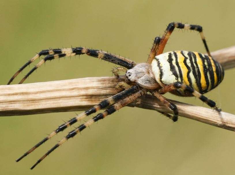 A wasp spider which can be found in Canterbury. Picture: Sandra Standbridge