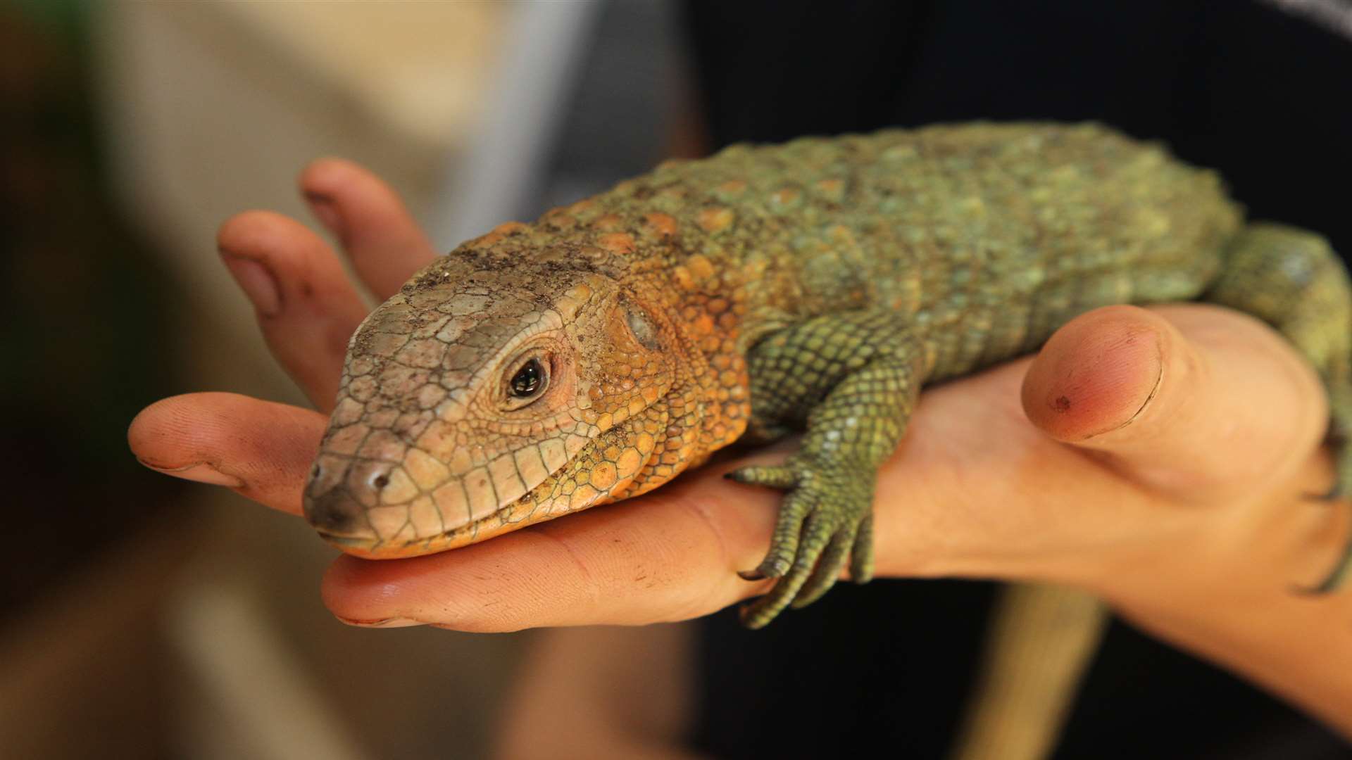 A caiman lizard is among the animals at the new zoo