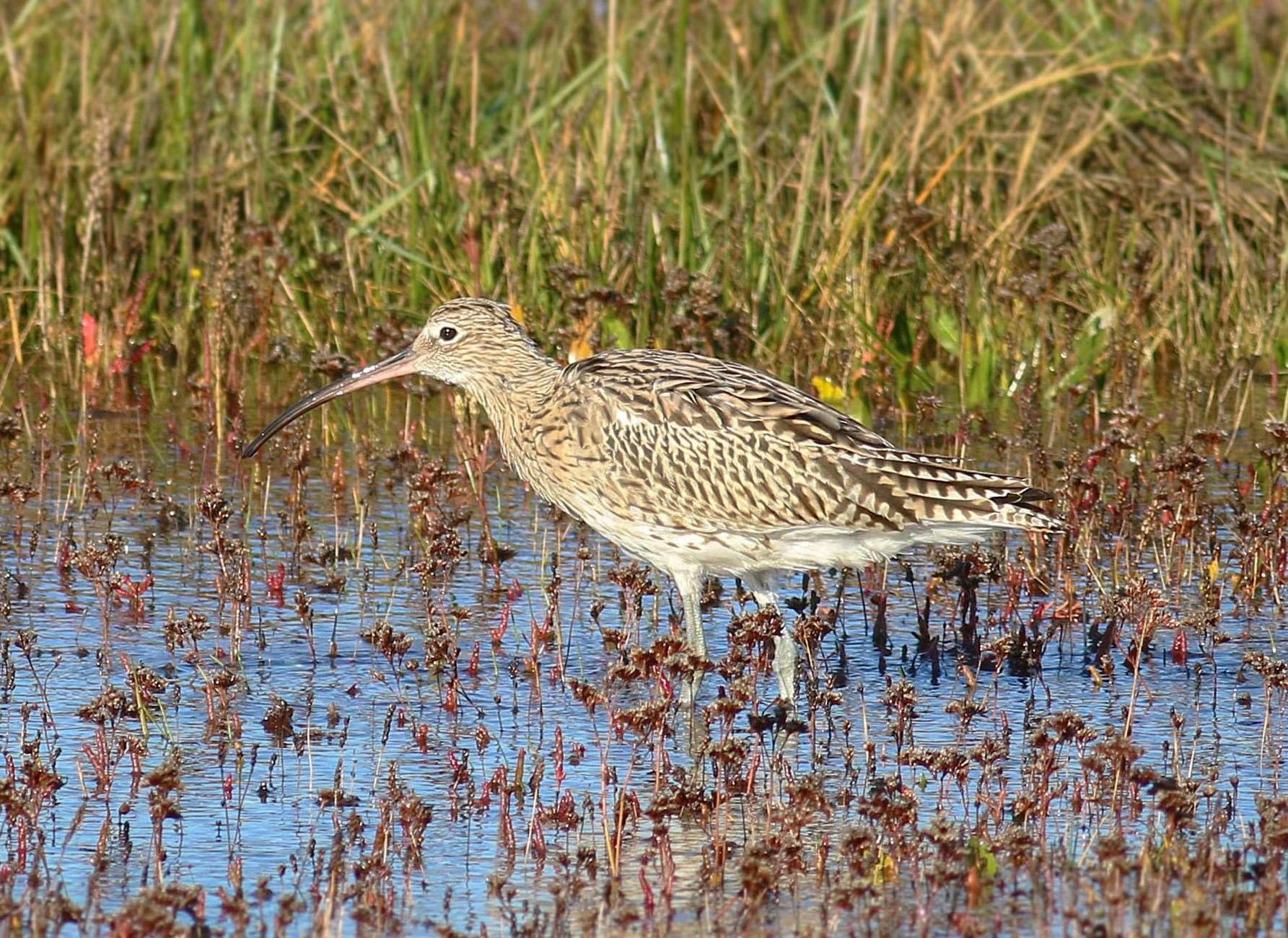 The RSPB has raised concerns about the impact on the local curlew population. Picture: Jonathan Heath