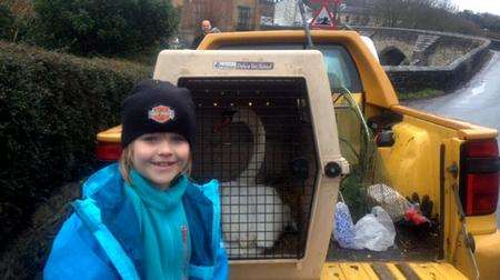 Jos Maxey with a swan rescued at East Farleigh Bridge.