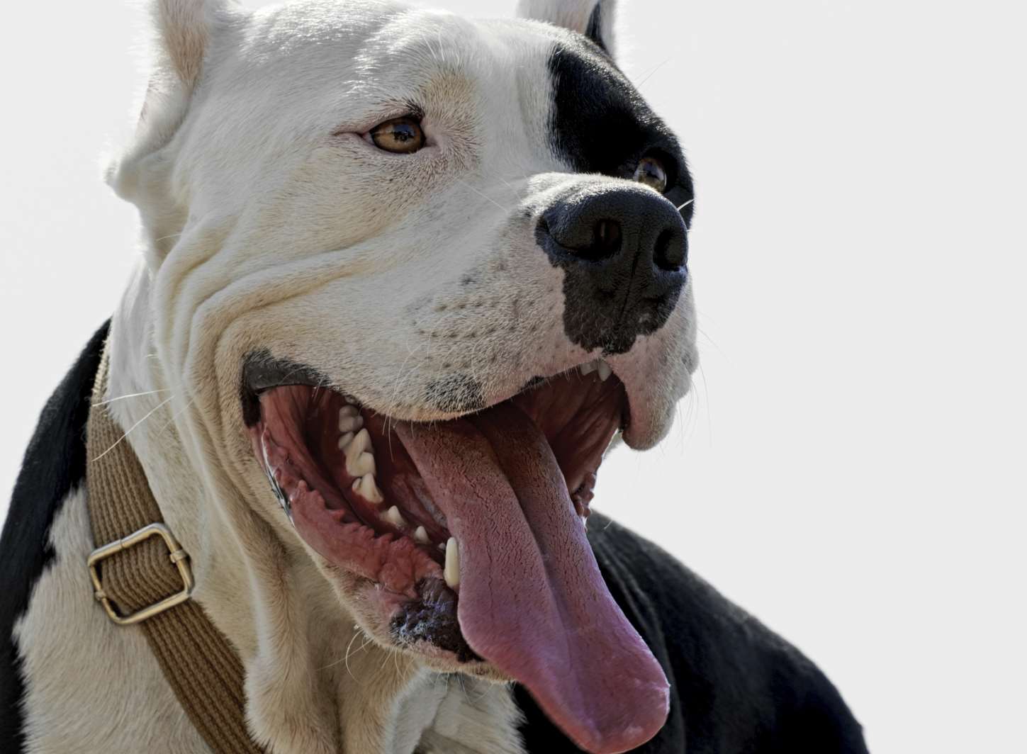 A pitbull similar to the one involved in the attack. Stock image.