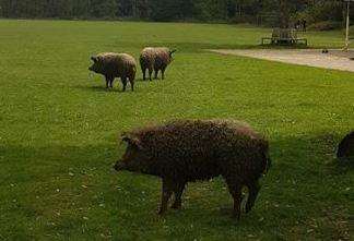 The sheep-like animals are thought to be Mangalica