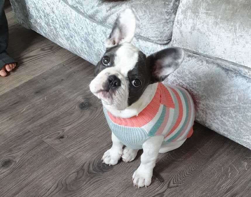 Winnie the French Bulldog has been found. Picture: Henry Griggs
