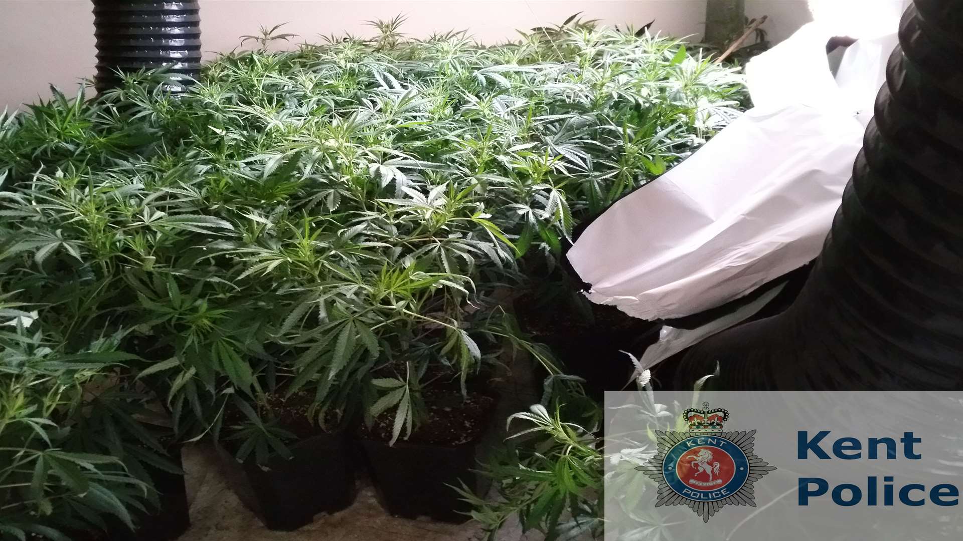 More than 200 plants were seized from a house in Cross Street, Maidstone, on Tuesday, December 2.