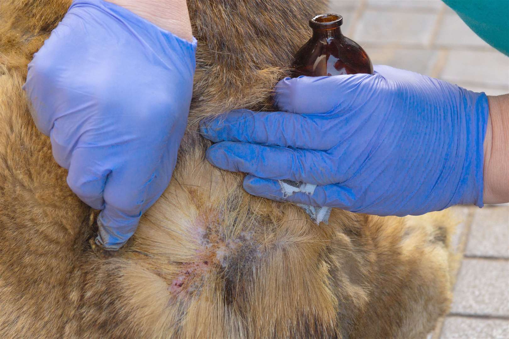 A dog getting treatment for their skin condition. Photo: istock/Natalya Stepina