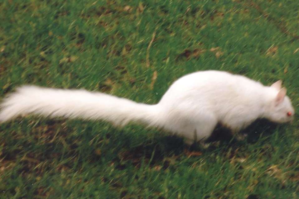 An albino squirrel in Longfield