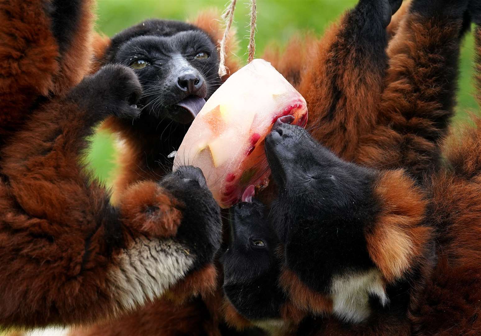 Red ruffed lemurs enjoy a frozen ice pop filled with fruit at Blair Drummond Safari Park near Stirling (PA)