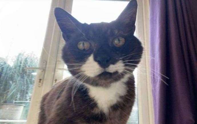 Faversham cat Star was found disorientated and confused after ingesting antifreeze