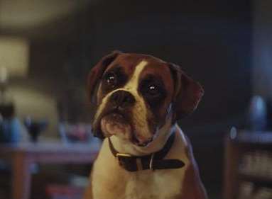 Buster the boxer is the star of the new John Lewis ad