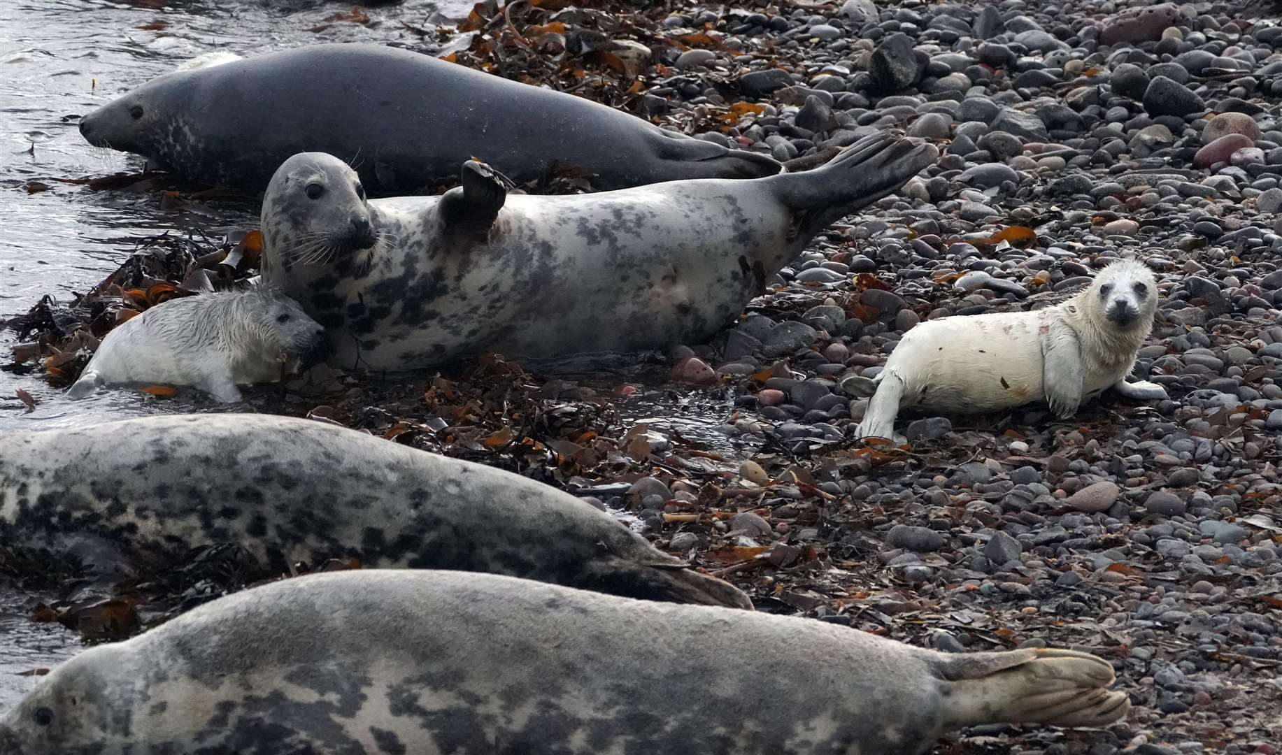 Seals and pups on the Farne Islands in the North Sea off the coast of Northumberland (Owen Humphreys/PA)