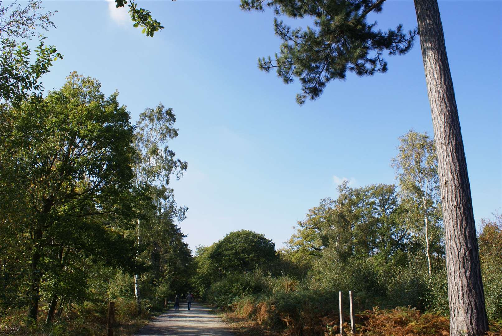 The 200 hectare ancient woodland in Blean is hoped to be the first of many areas to house the pioneering project to boost the ecosystem of the UK's green spaces and woodland. Picture: Ray Lewis