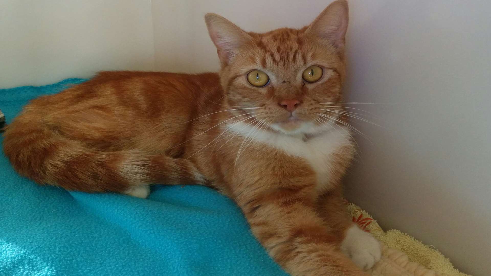 The ginger cat, Noel, was also saved from the floor cavity