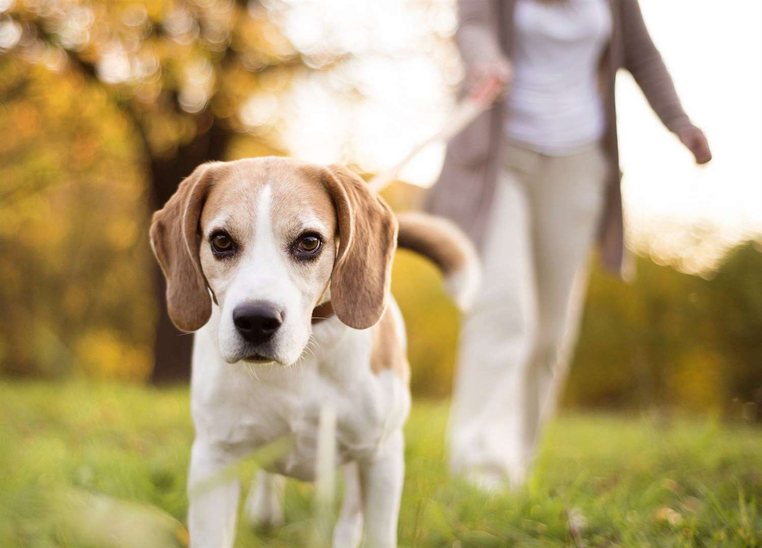 Beagles need a lot of activity to keep them out of trouble. Image: iStock.