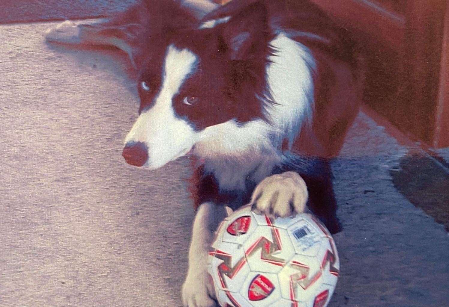 Border collie Lucy loved playing football