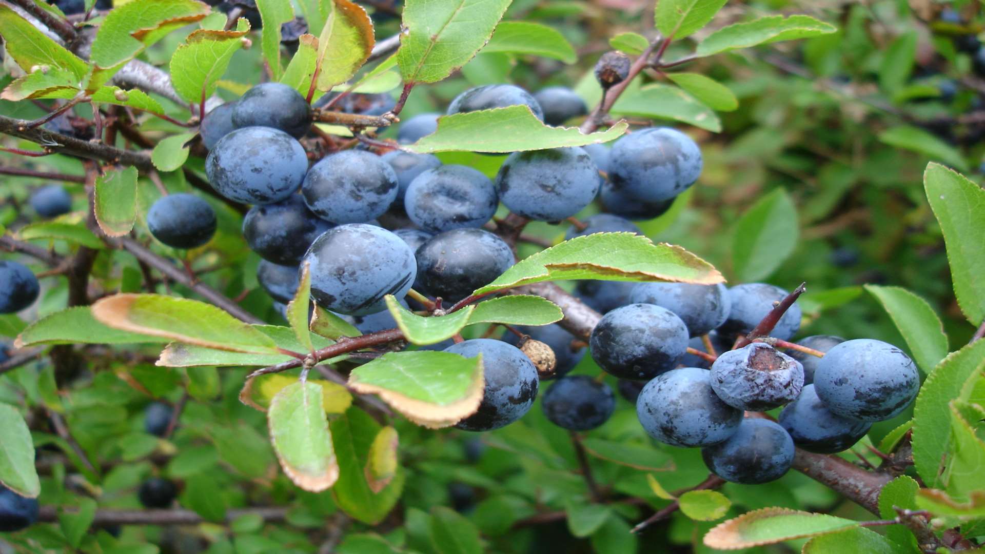 Sloe berries are used to make the gin. Stock picture