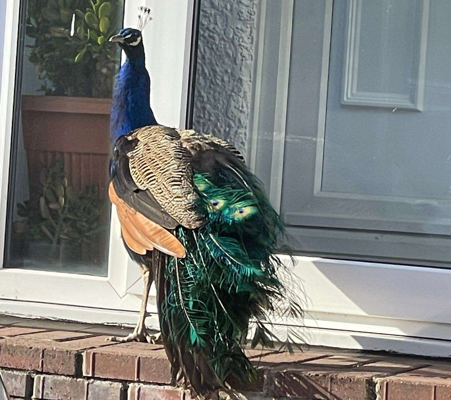 The peacock on the loose in Gravesend in November. Picture: Martin Jordan
