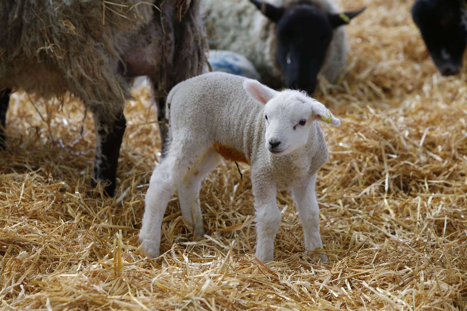 The Lambing Weekend returns to Hadlow College this March. Picture: Andy Jones