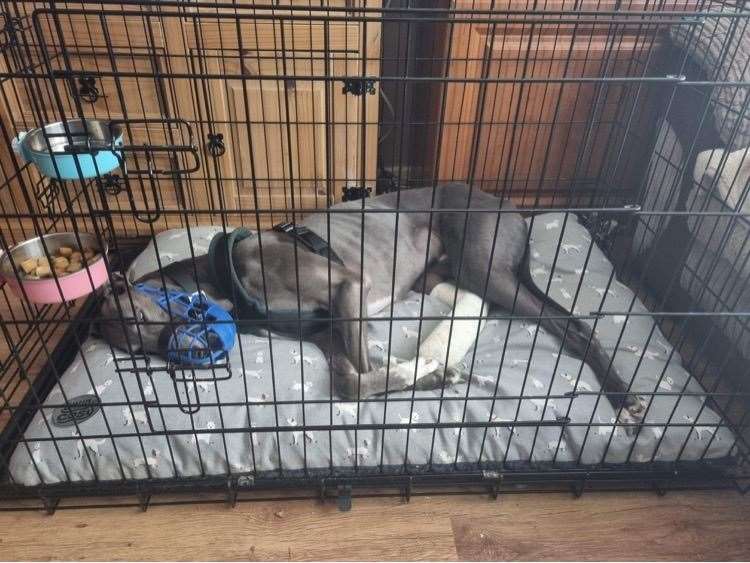 Kent Greyhound rescue is trying to raise £7k for Patch's vet bills