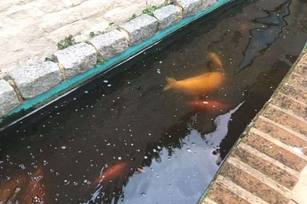 There’s a fish pond running the full length of the back yard with some decent sized goldfish