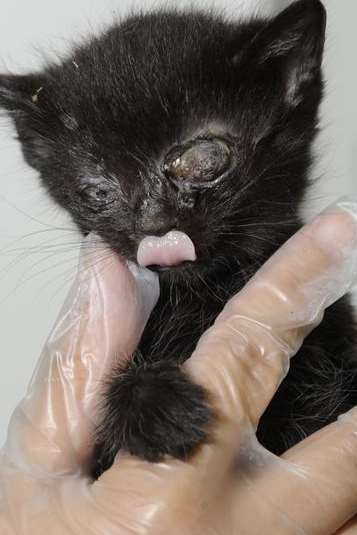 This poor kitten had serious eye damage