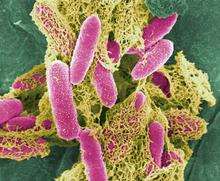 File picture of the E. coli bug
