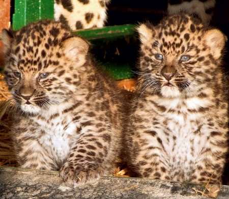 Meet Argun and Anuy - the new amur leopards