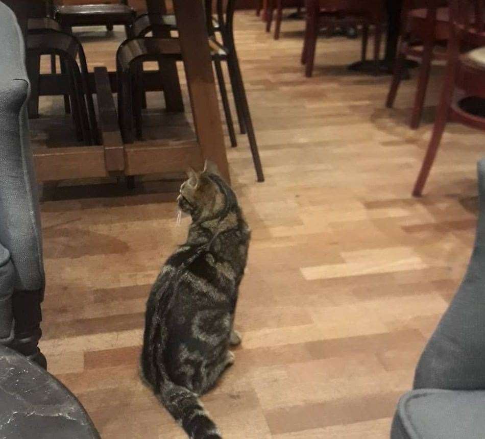 Tyson has also been visiting Caffè Nero, perhaps enjoying the smell of a cat-uccino being made. Picture: Fiona Sullivan