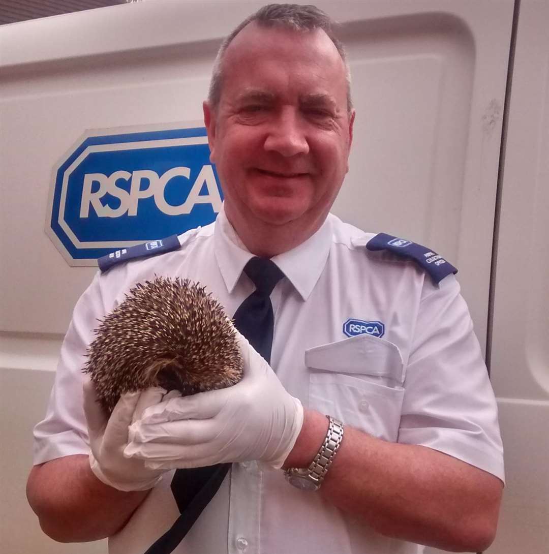 Animal collection officer, Brain Milligan,saved the hedgehog. (1950435)