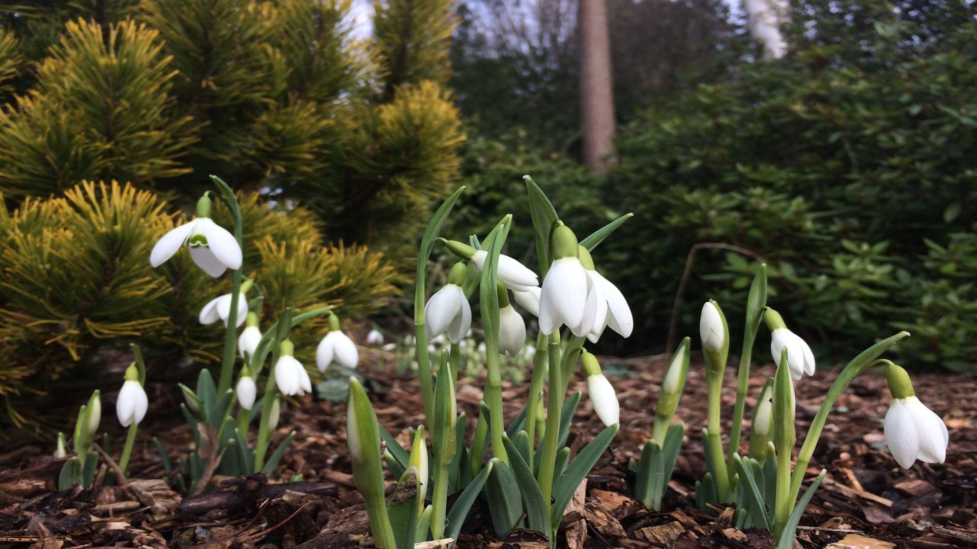 Snowdrops in the woods at Great Comp Garden near Borough Green