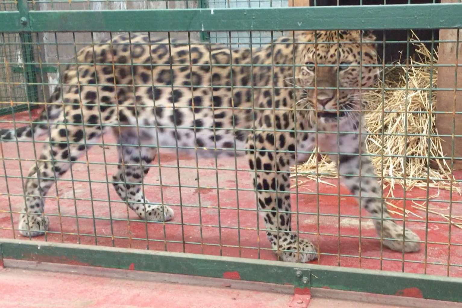 Artur the Amur Leopard