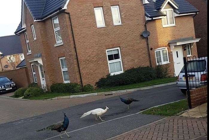 Up to four peacocks have been seen wandering around Sholden Fields estate Picture: Kaylie Golding