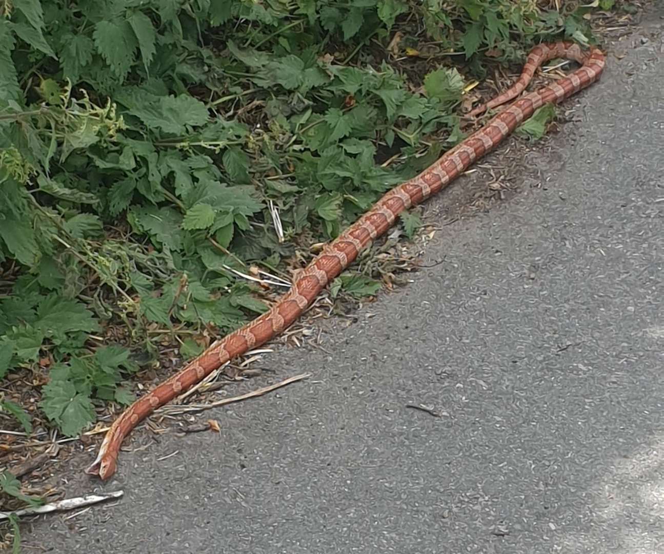 A snake was found in Borden near Sittingbourne. Picture: Lorraine Tompkins