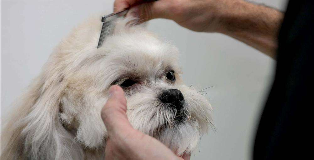 Alfie the lhasa apso gets the star treatment