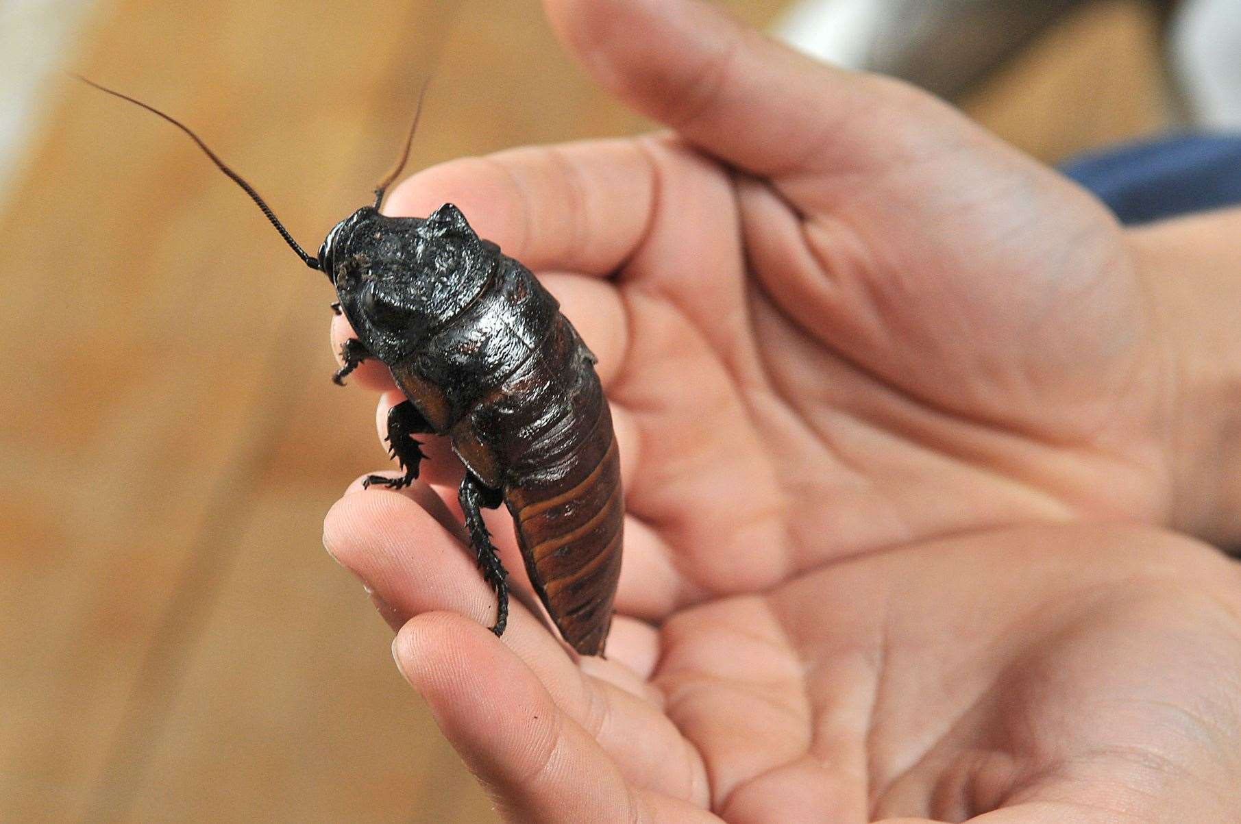 Dead cockroaches have been removed from Queen Elizabeth’s Grammar in Faversham into four times over a three-week period